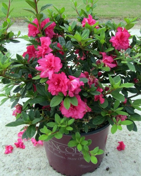 Growing the autumn sangria encore azalea (Rhododendron hybrid Roblee ...