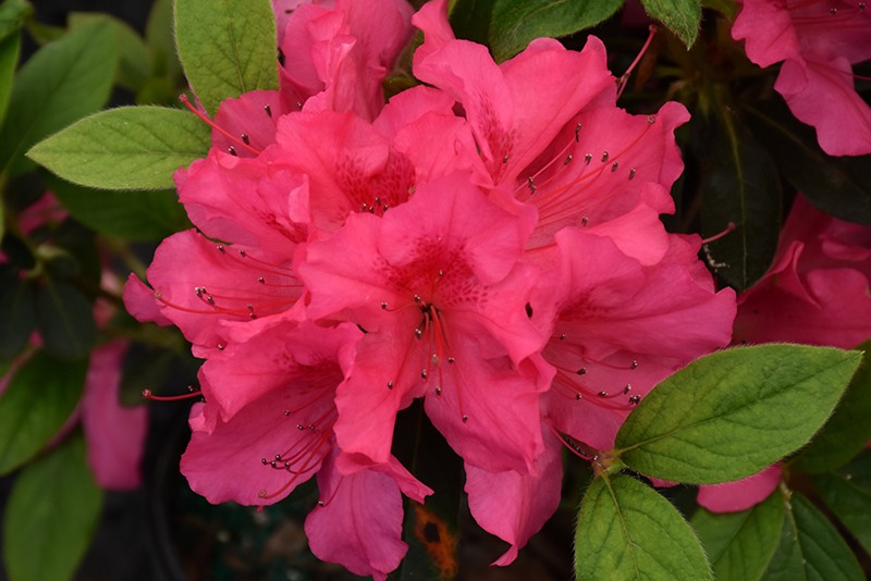 Growing the autumn sangria encore azalea (Rhododendron hybrid Roblee ...