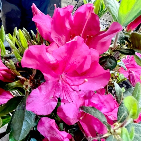 Growing the autumn sangria encore azalea (Rhododendron hybrid Roblee ...