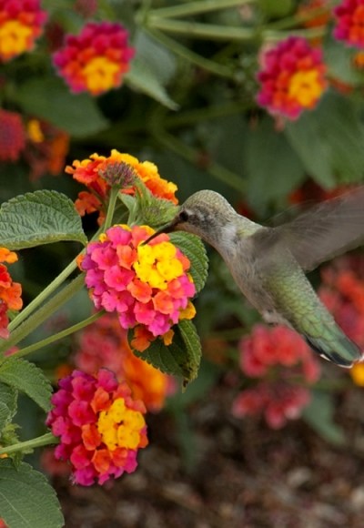 Growing The Sonset Hardy Lantana (Lantana Camara), Perennial, Shrub ...