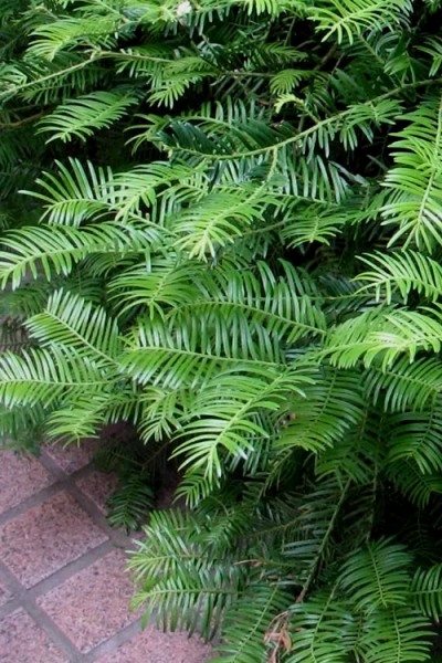 Growing the creeping japanese plum yew (Cephalotaxus harringtonia ...