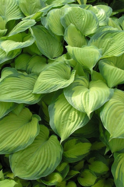 Growing the guacamole hosta lily (Hosta x Guacamole), perennial ...