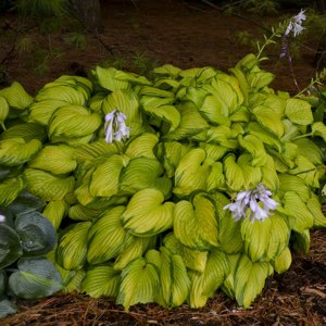 Growing the stained glass hosta lily (Hosta), perennial, herbaceous ...