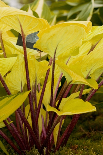 Growing the fire island hosta lily (Hosta), perennial, herbaceous ...