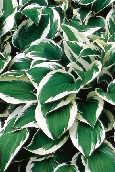 Growing the patriot hosta lily (Hosta), perennial, herbaceous ...