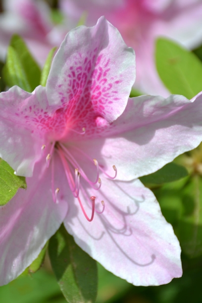 Growing the george l. taber southern indica azalea (Rhododendron ...