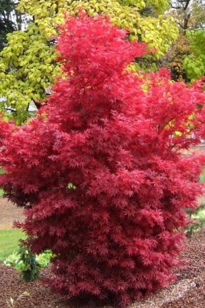 Growing the skeeter's broom japanese maple (Acer palmatum), perennial ...