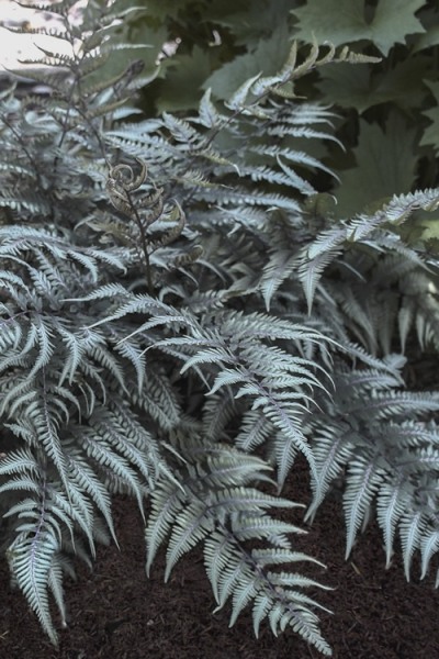 Growing the godzilla giant japanese painted fern (Athyrium niponicum ...