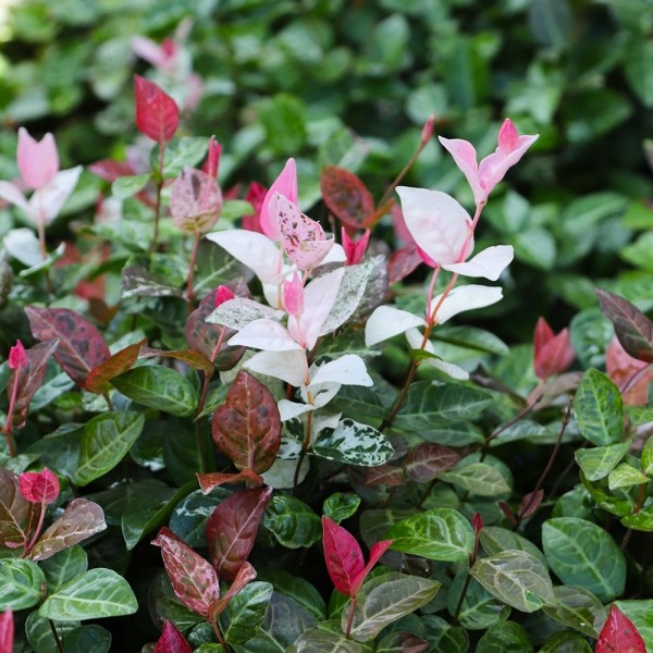 Growing the snow n summer asiatic jasmine (Trachelospermum asiaticum ...