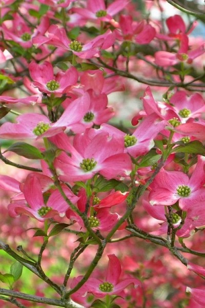 Growing the red flowering dogwood tree (Cornus Florida Rubra ...