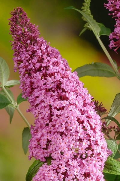 Growing the pink delight butterfly bush (Buddleja davidii), perennial ...