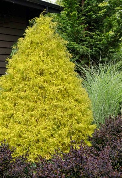 Gold Mop Threadleaf Cypress