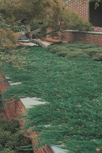 Growing the blue rug juniper (Juniperus horizontalis), perennial ...