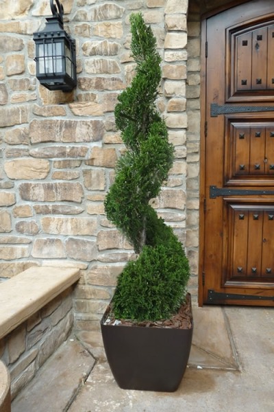 Growing the emerald green arborvitae spiral topiary (Thuja occidentalis ...