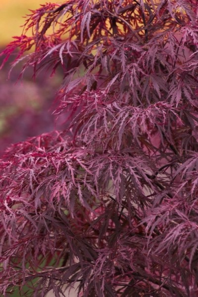 Growing the red dragon dwarf japanese maple (Acer palmatum var ...