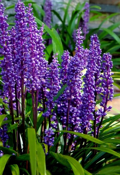 Growing the royal purple liriope (lilyturf) (Liriope muscari ...