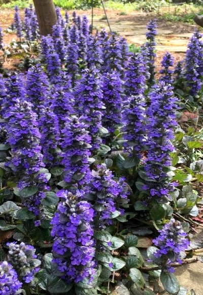 Growing the catlins giant ajuga bugleweed (Ajuga reptans), perennial ...