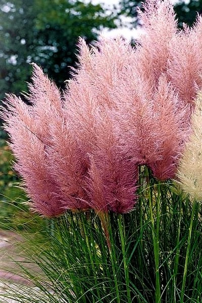 Growing the pink pampas grass (Cortaderia selloana), annual, grass ...