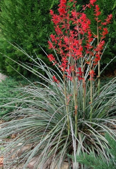 Growing the red yucca (Hesperaloe parviflora), perennial, evergreen ...