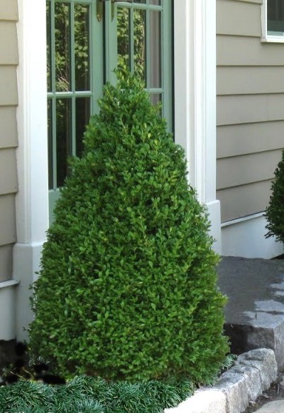 Growing the green mountain boxwood (Buxus), perennial, tree, shrub ...