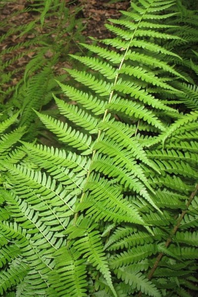 Growing the dixie wood fern (Dryopteris x australis), perennial, semi ...