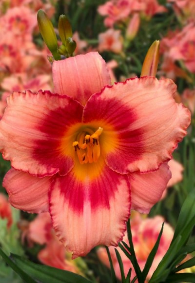 Growing the strawberry candy daylily (Hemerocallis), perennial ...