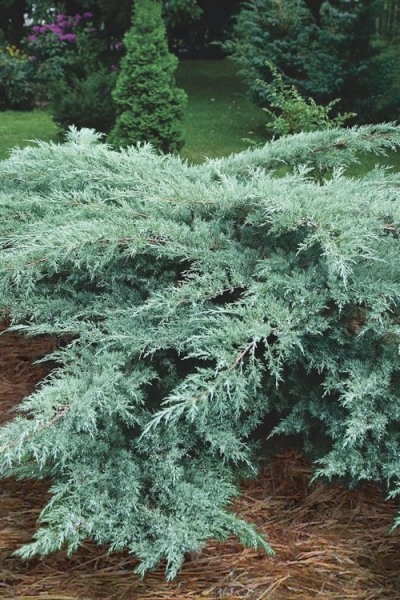 Growing the grey owl juniper (Juniperus virginiana), perennial ...