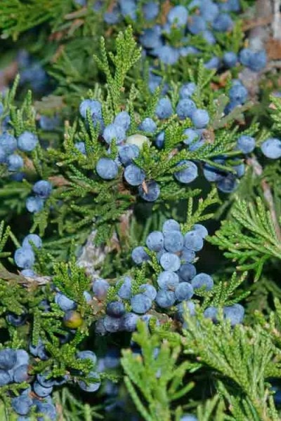 Growing the canaertii juniper (red cedar) (Juniperus virginiana ...