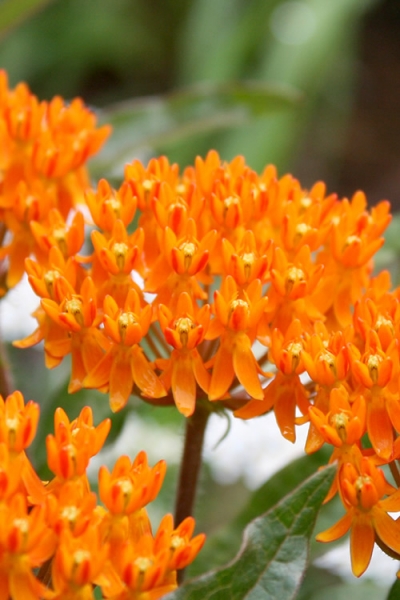 Growing the orange butterfly milkweed (Asclepias tuberosa), perennial ...