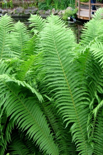 Growing the the king ostrich fern (Matteuccia struthiopteris ...