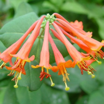 Growing the magnifica honeysuckle vine (Lonicera sempervirens ...