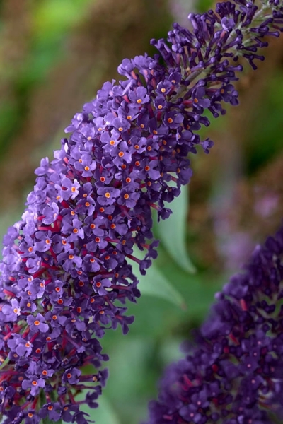 Growing the buddleia buzz midnight dwarf butterfly bush (Buddleia ...