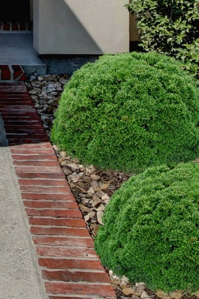 Growing the justin brouwers dwarf boxwood (Buxus sinica var. insularis ...