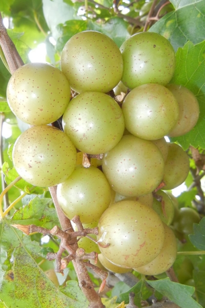 Growing The Doreen Bronze Muscadine Grape Vine (Vitis Rotundifolia ...