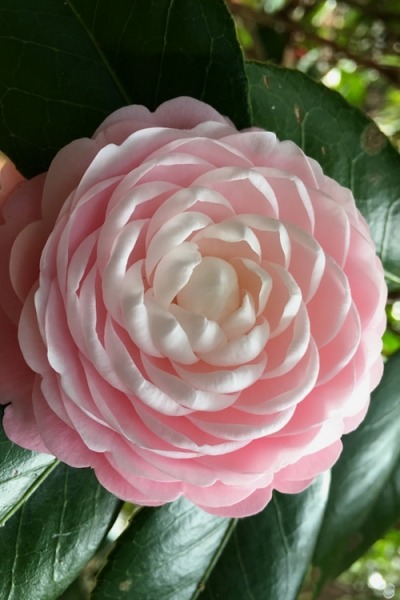 Growing the pink perfection camellia japonica, perennial, evergreen ...