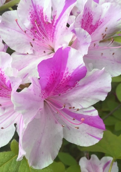 Growing the autumn twist encore azalea (Rhododendron hybrid Conlep ...